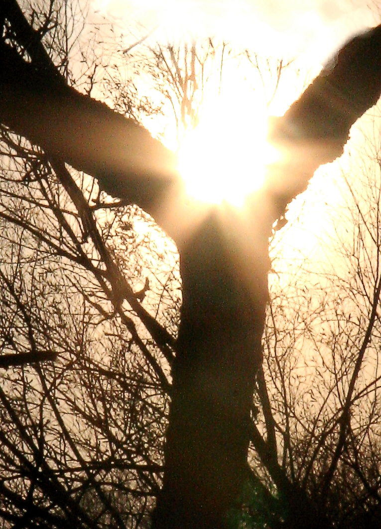 BAUM--SONNE--LICHT--KREUZ--OSTERN--AUFERSTEHUNG
