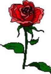 BLUME--ROSE