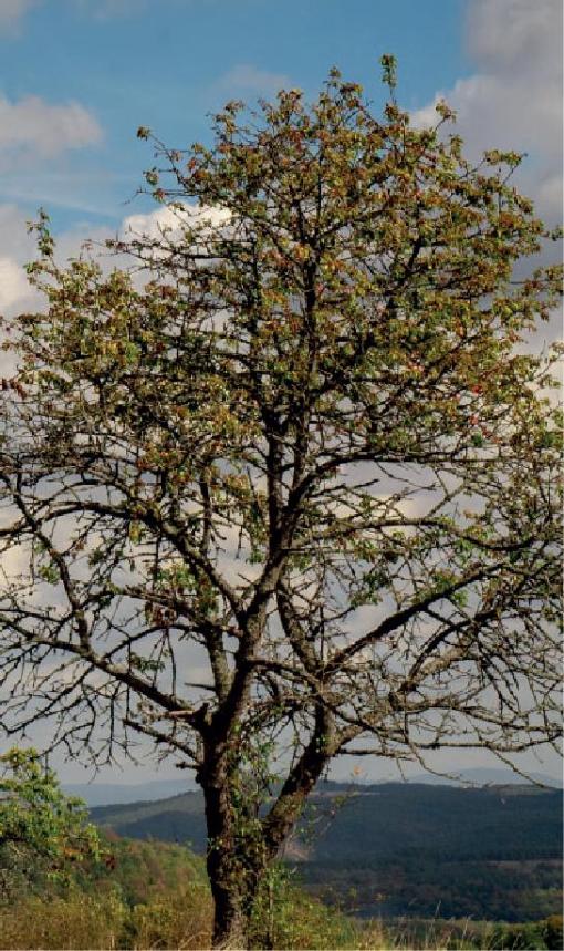 Baum