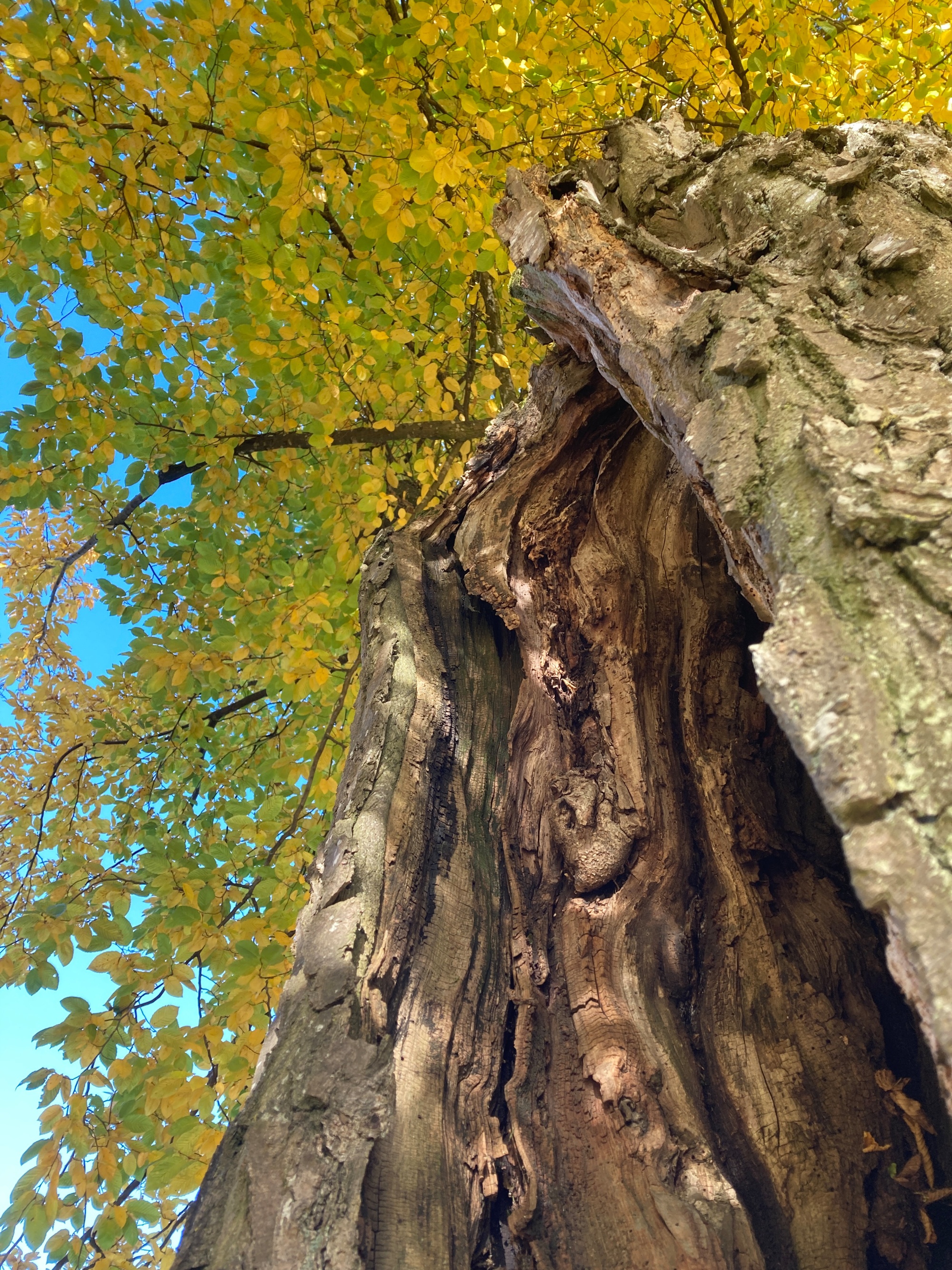 Baum