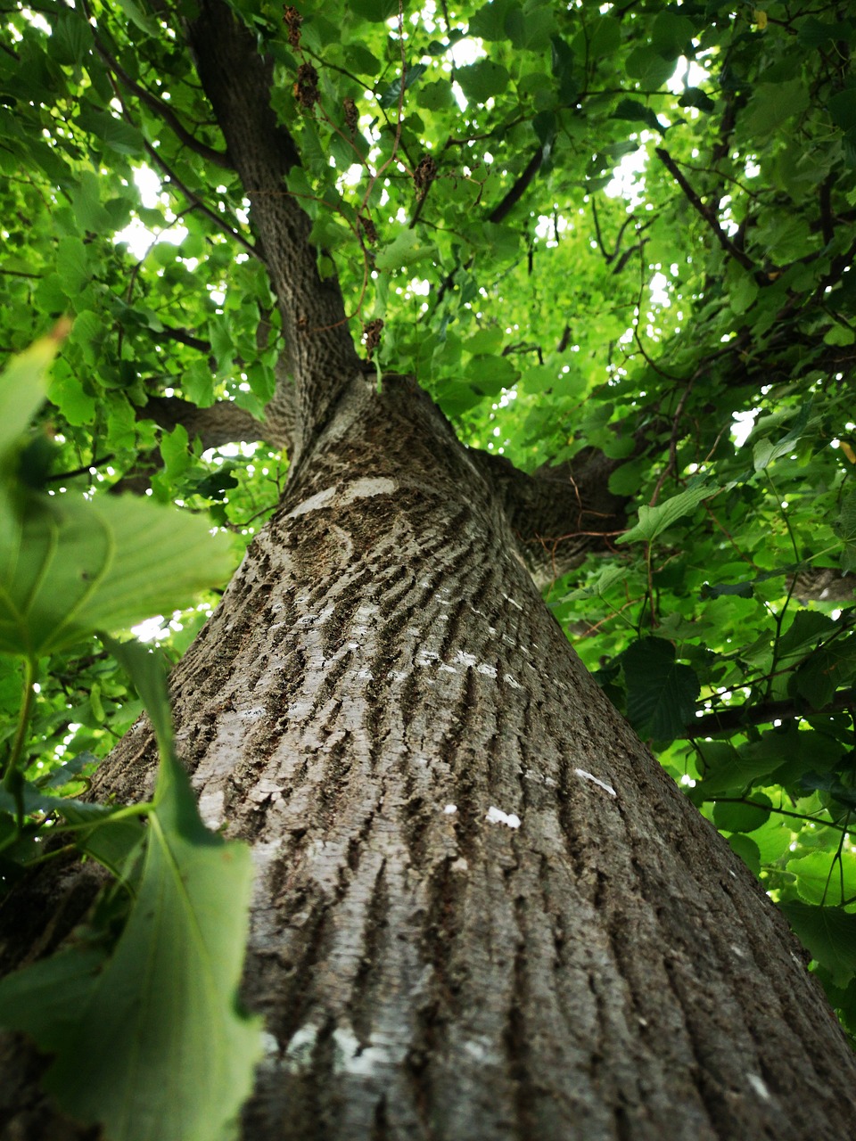 Baum