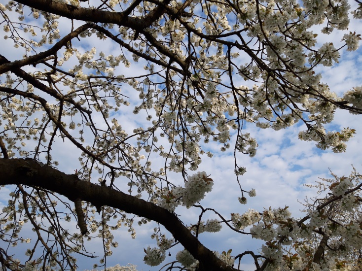 Baumblüten