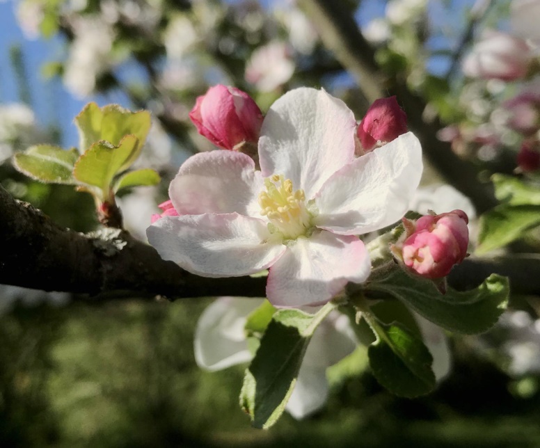 Blüte
