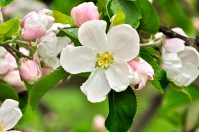 Blüte
