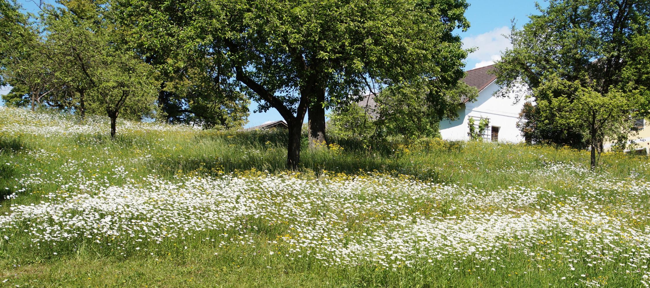 Blumen