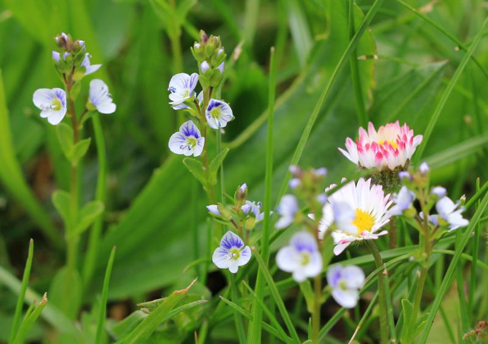 Blumen