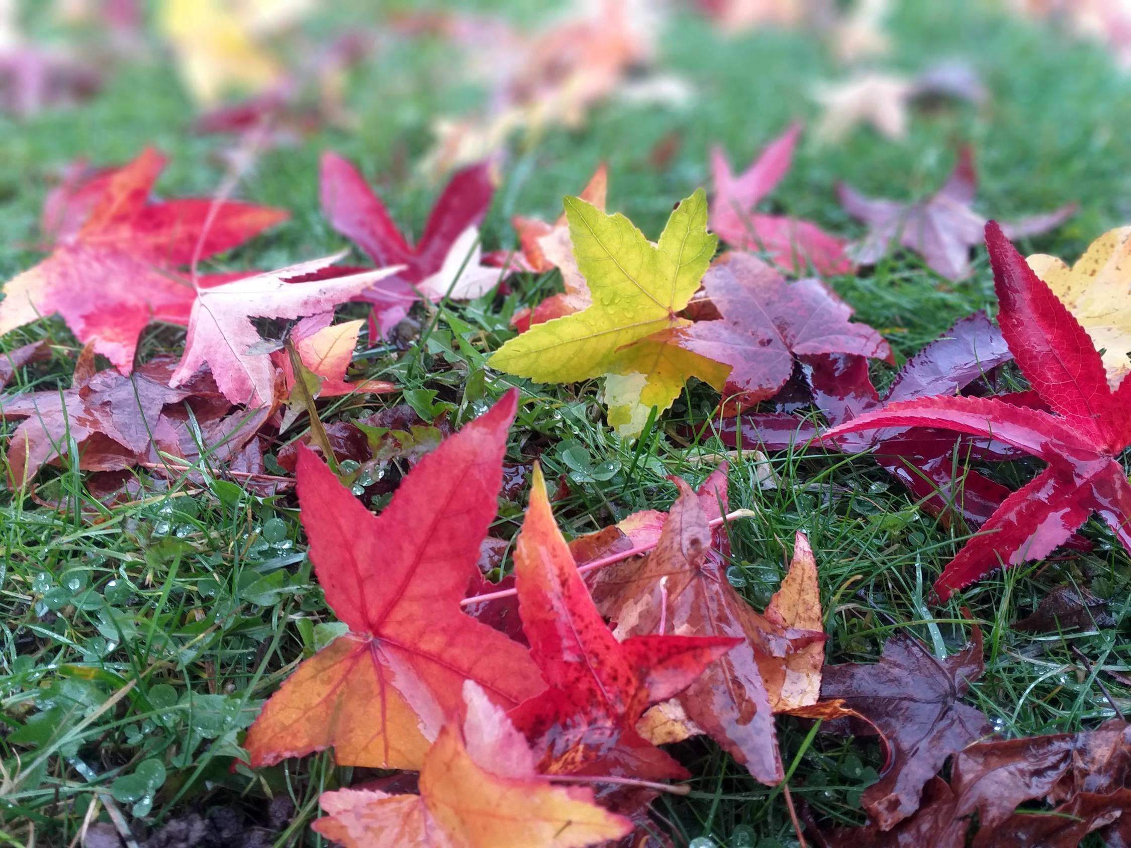 Bunt sind schon die Blätter - Herbst