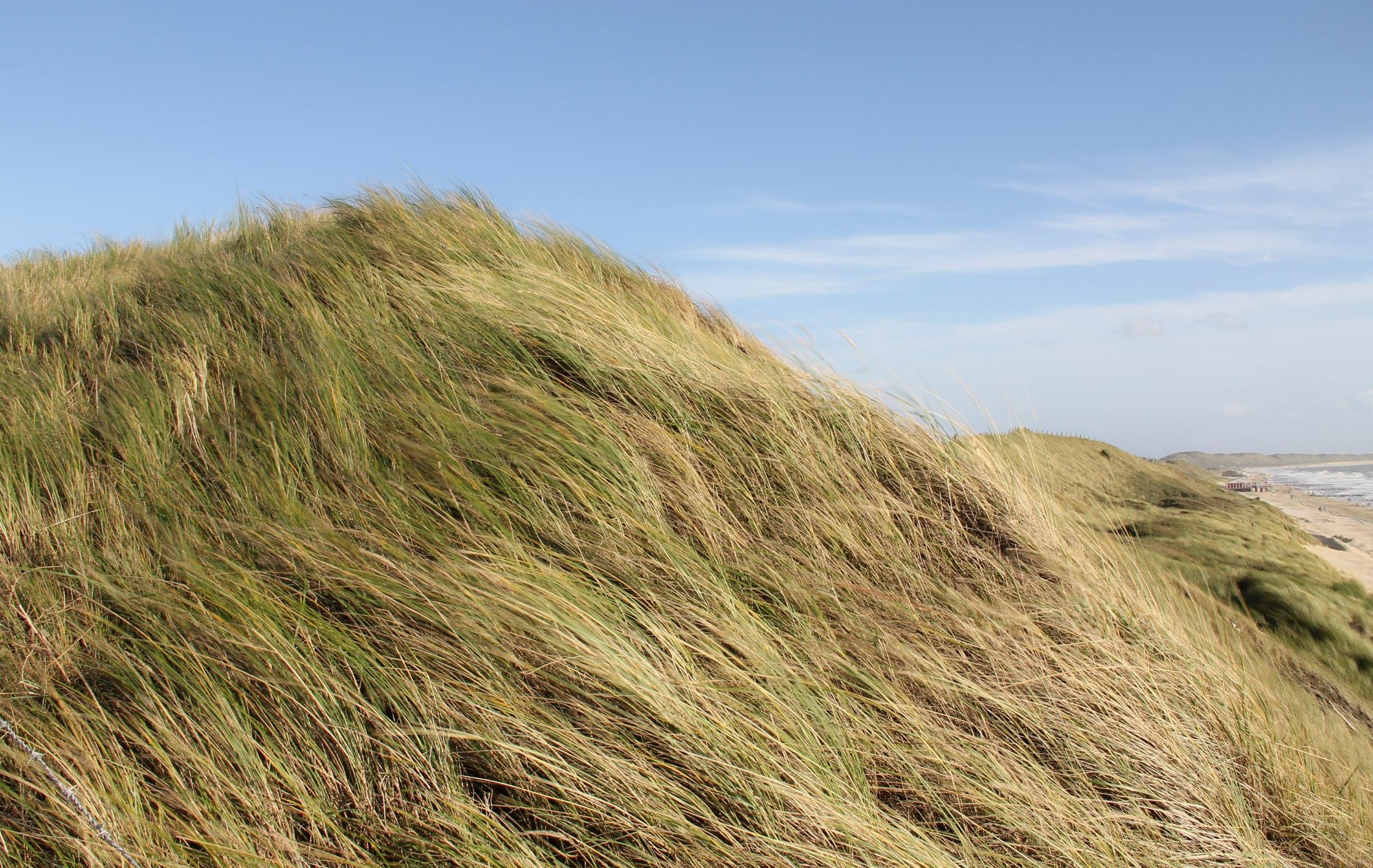 Dünengras im Wind