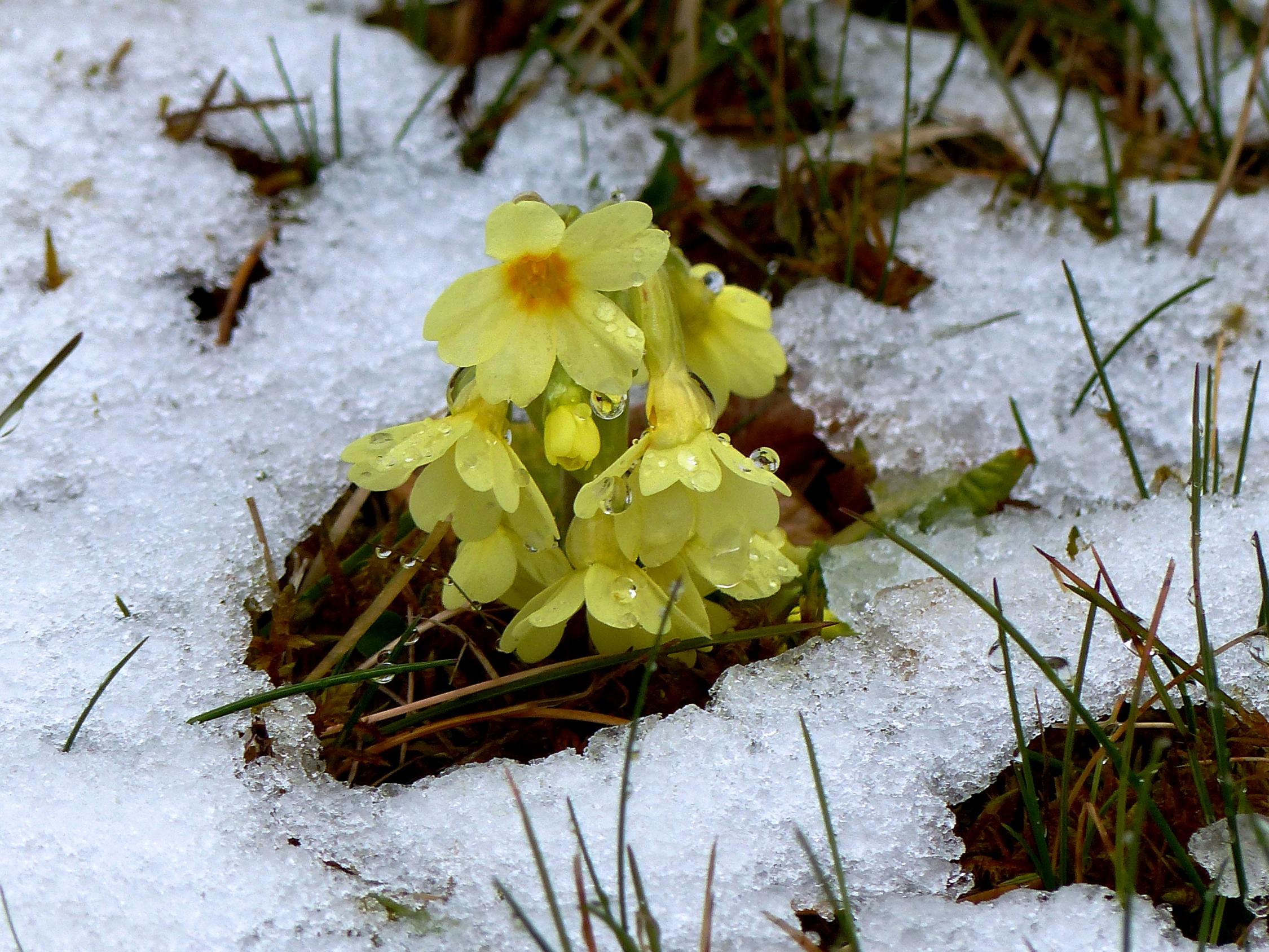 Frühling und Winter