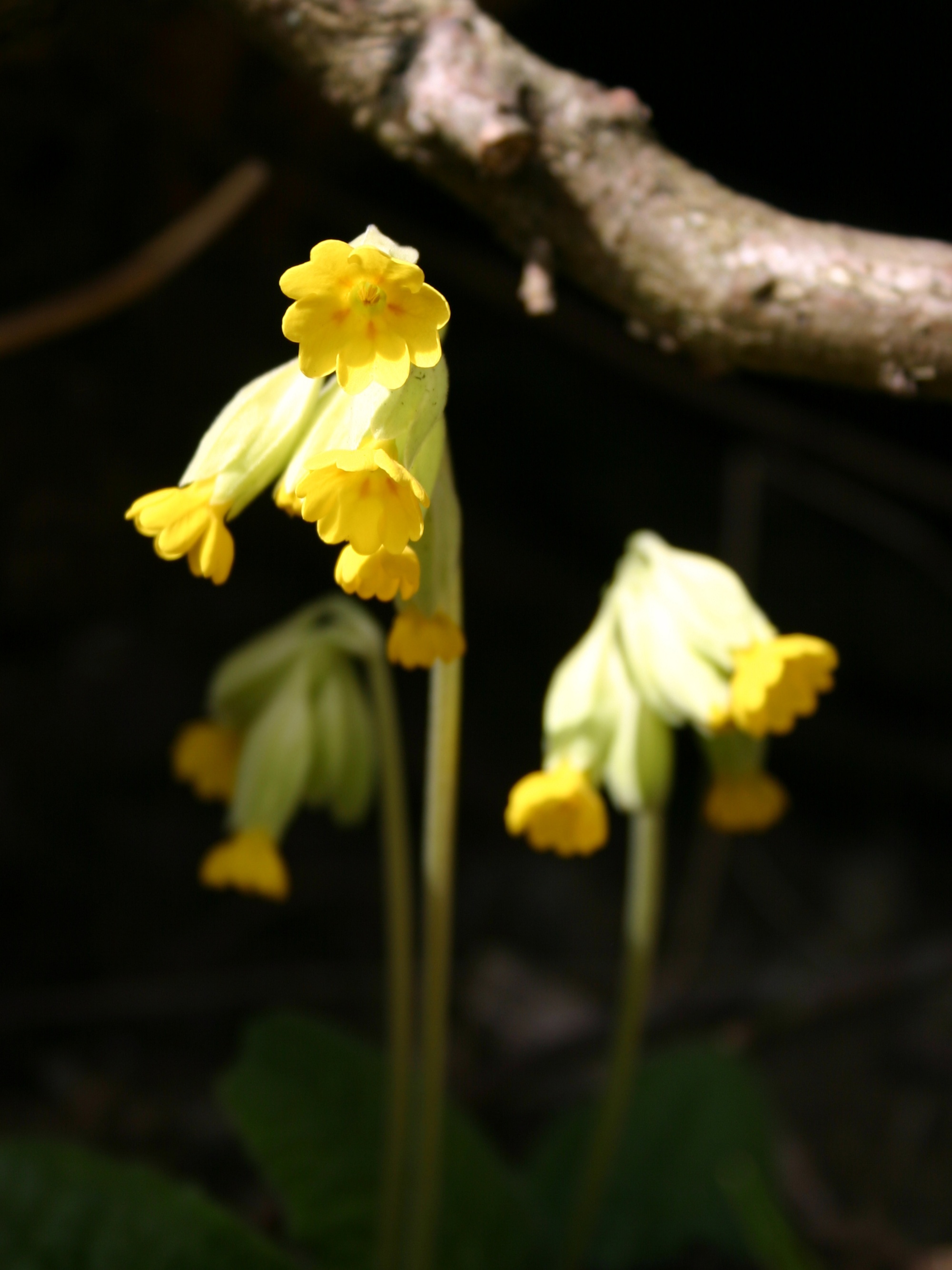 Frühlingsboten: Schlüsselblumen
