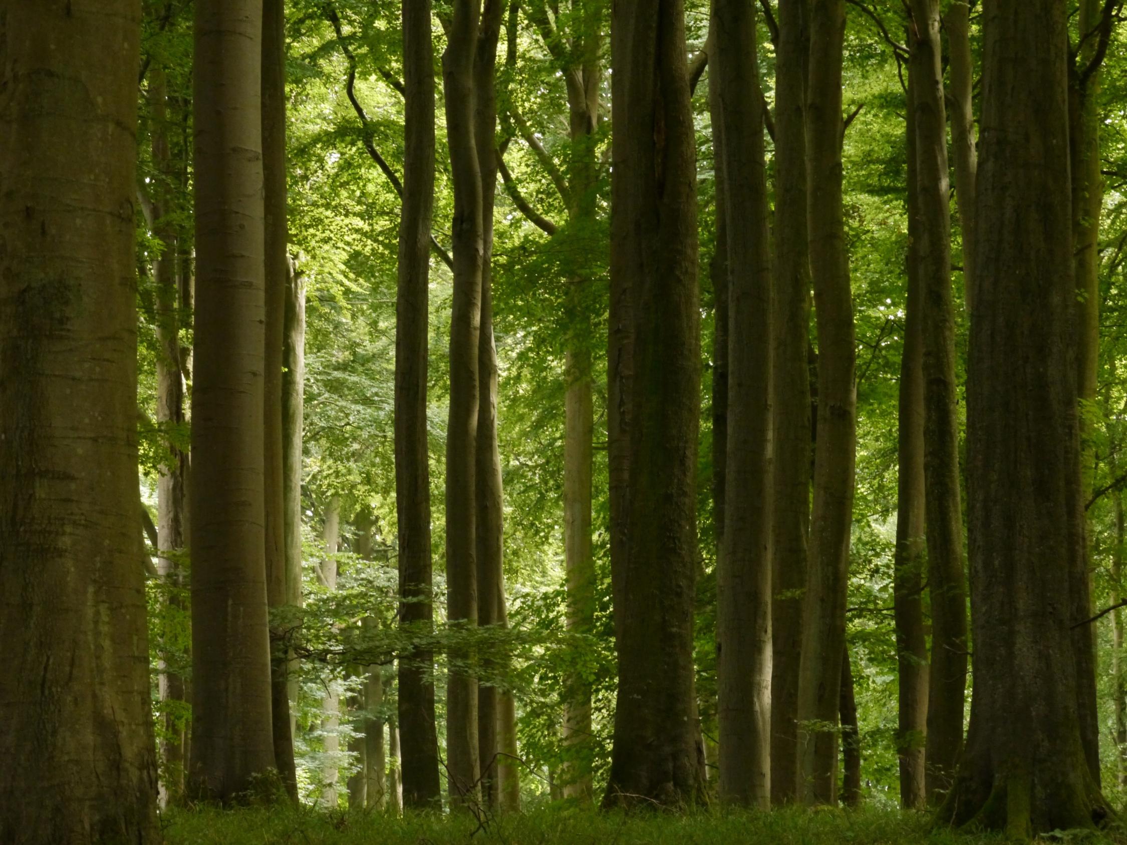 Im Buchenwald: Die Gotik der Natur