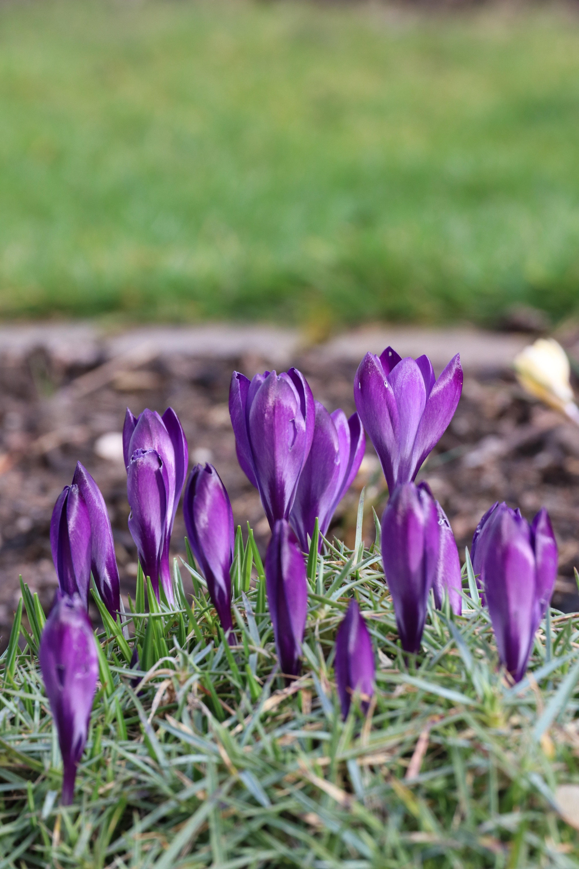 Krokusse