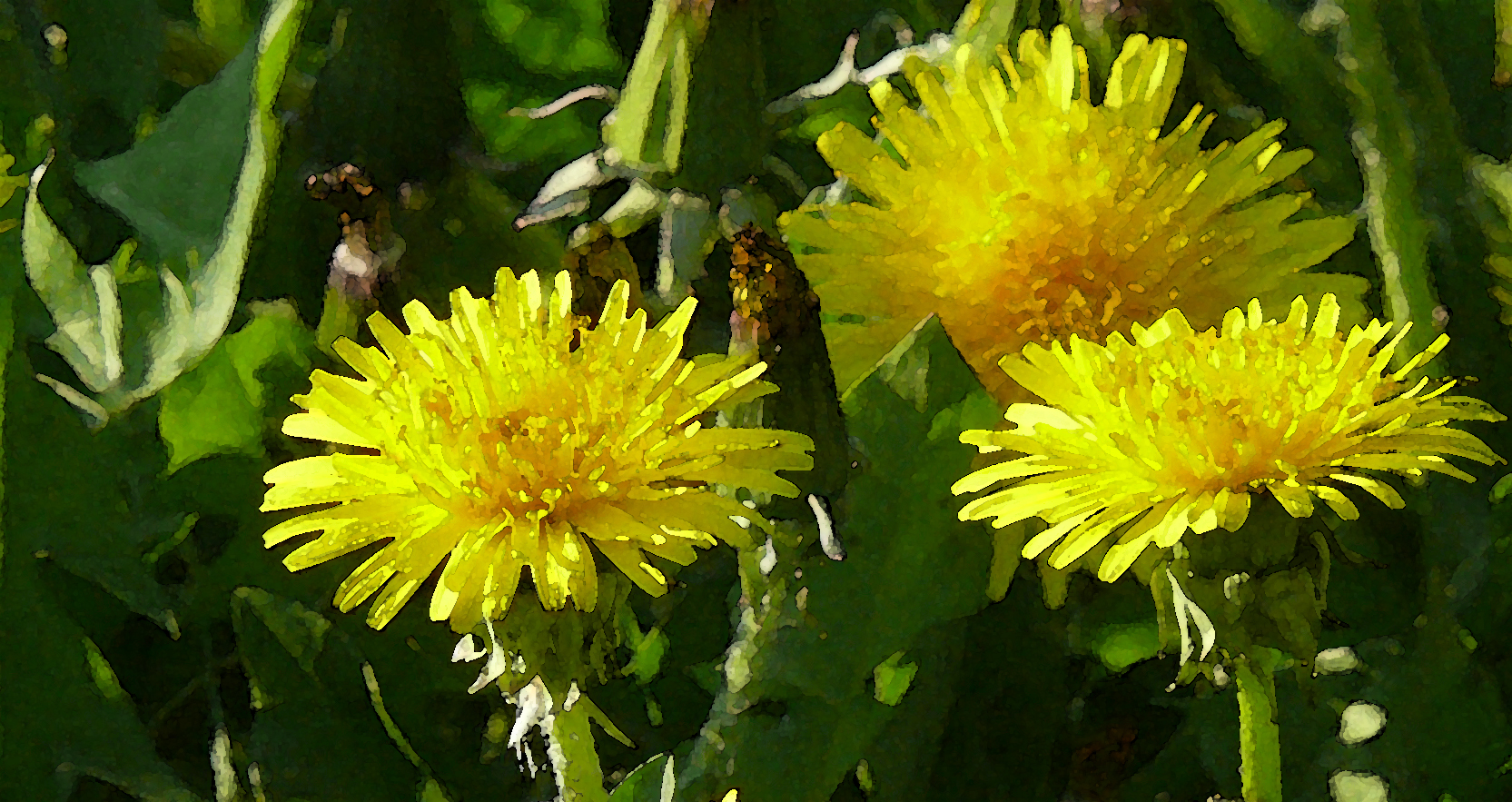 Löwenzahn