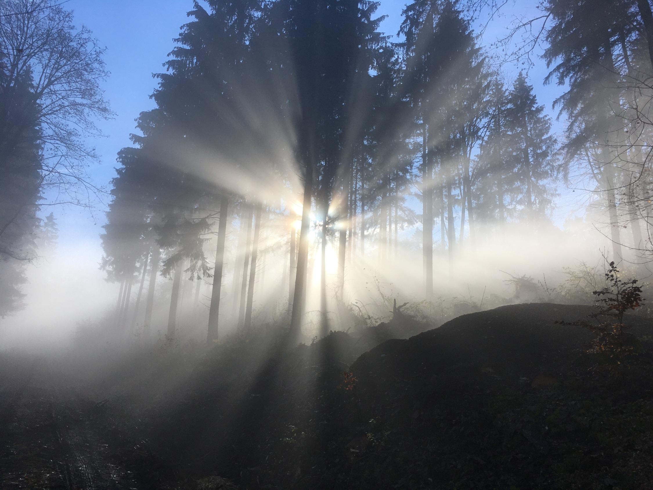 Morgenstrahlen