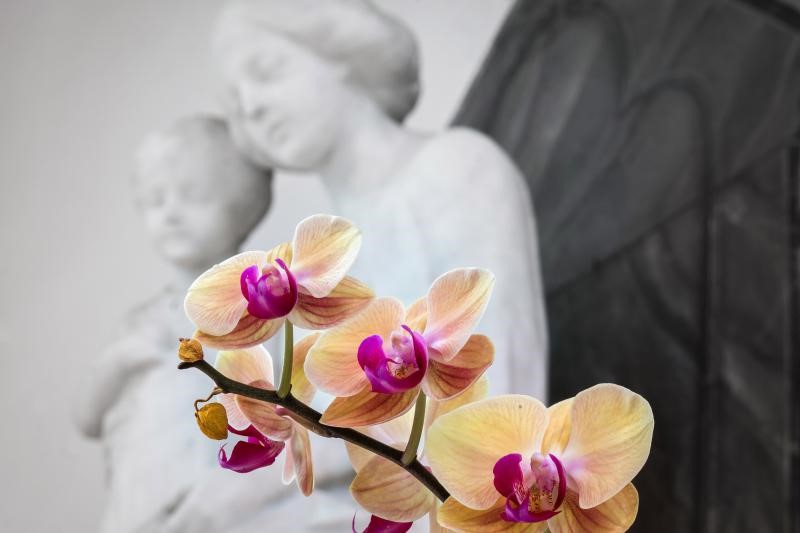 Orchidee