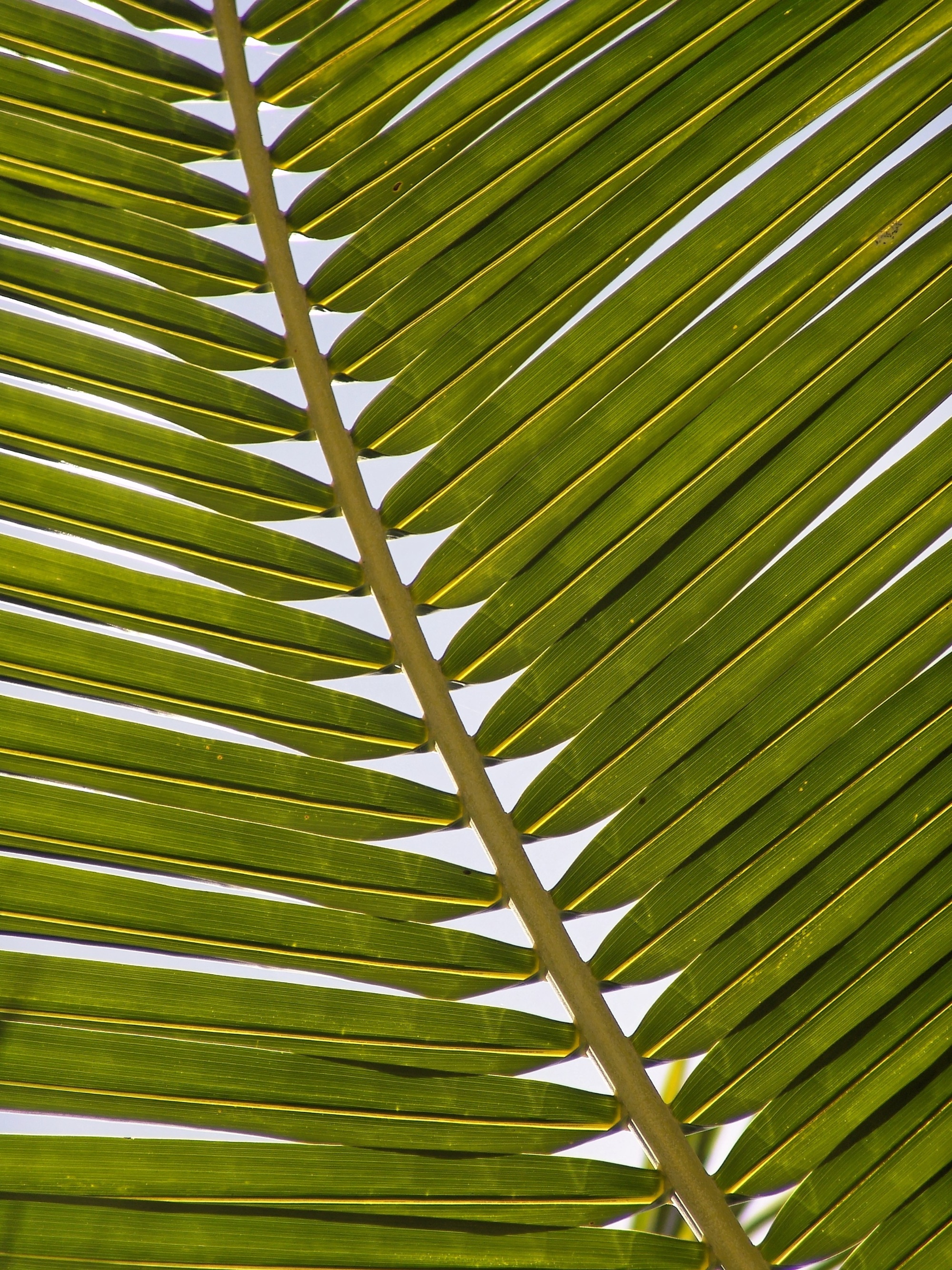 Palmzweig