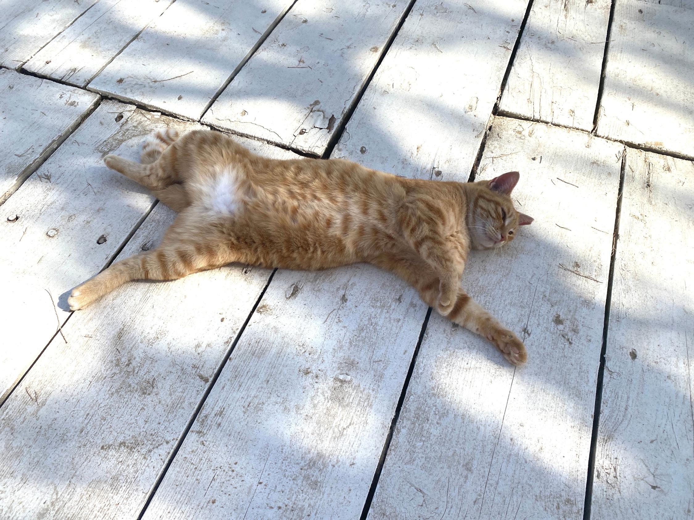 Siesta