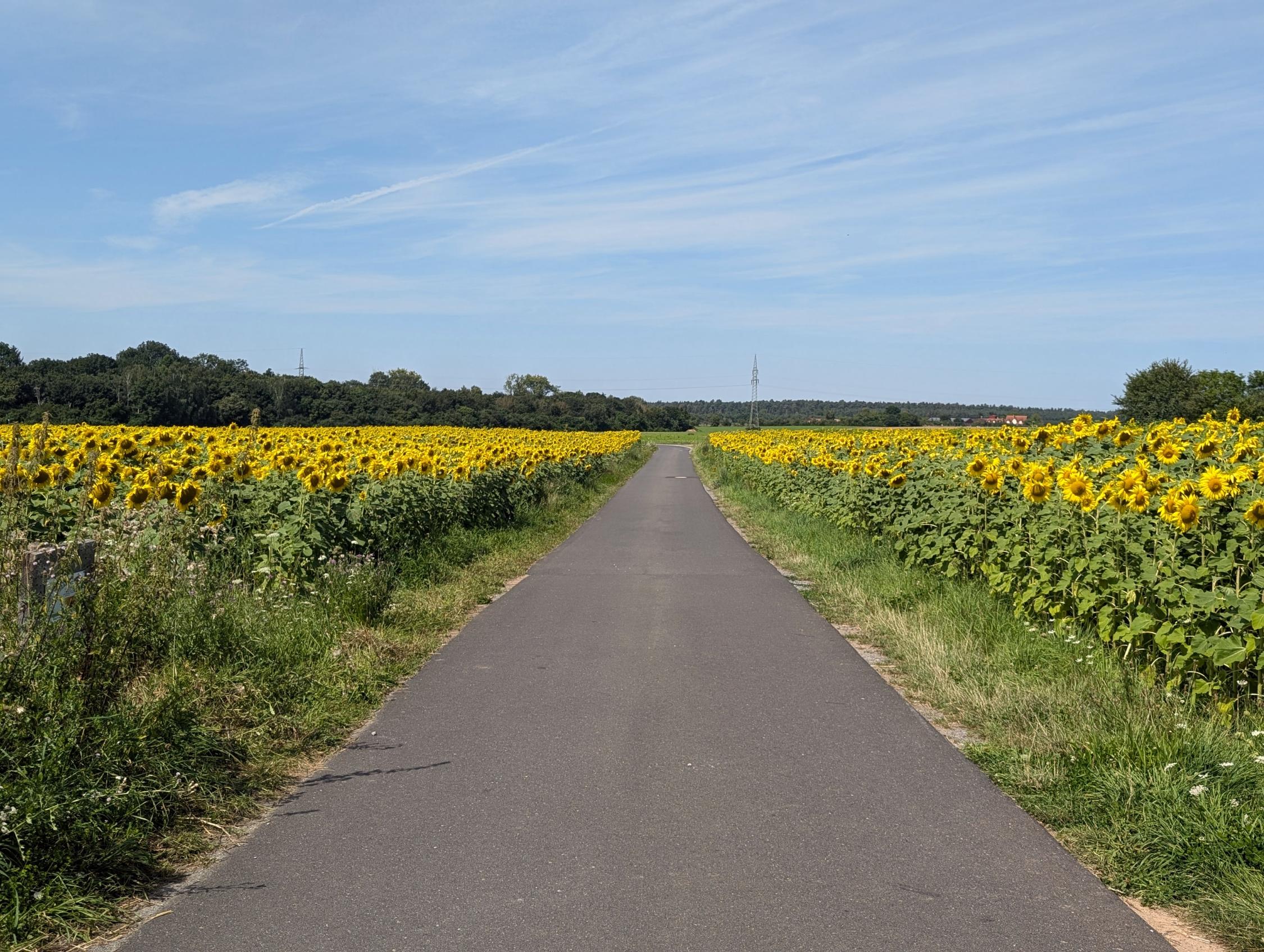 Sonnenblumenfelder am Feldweg