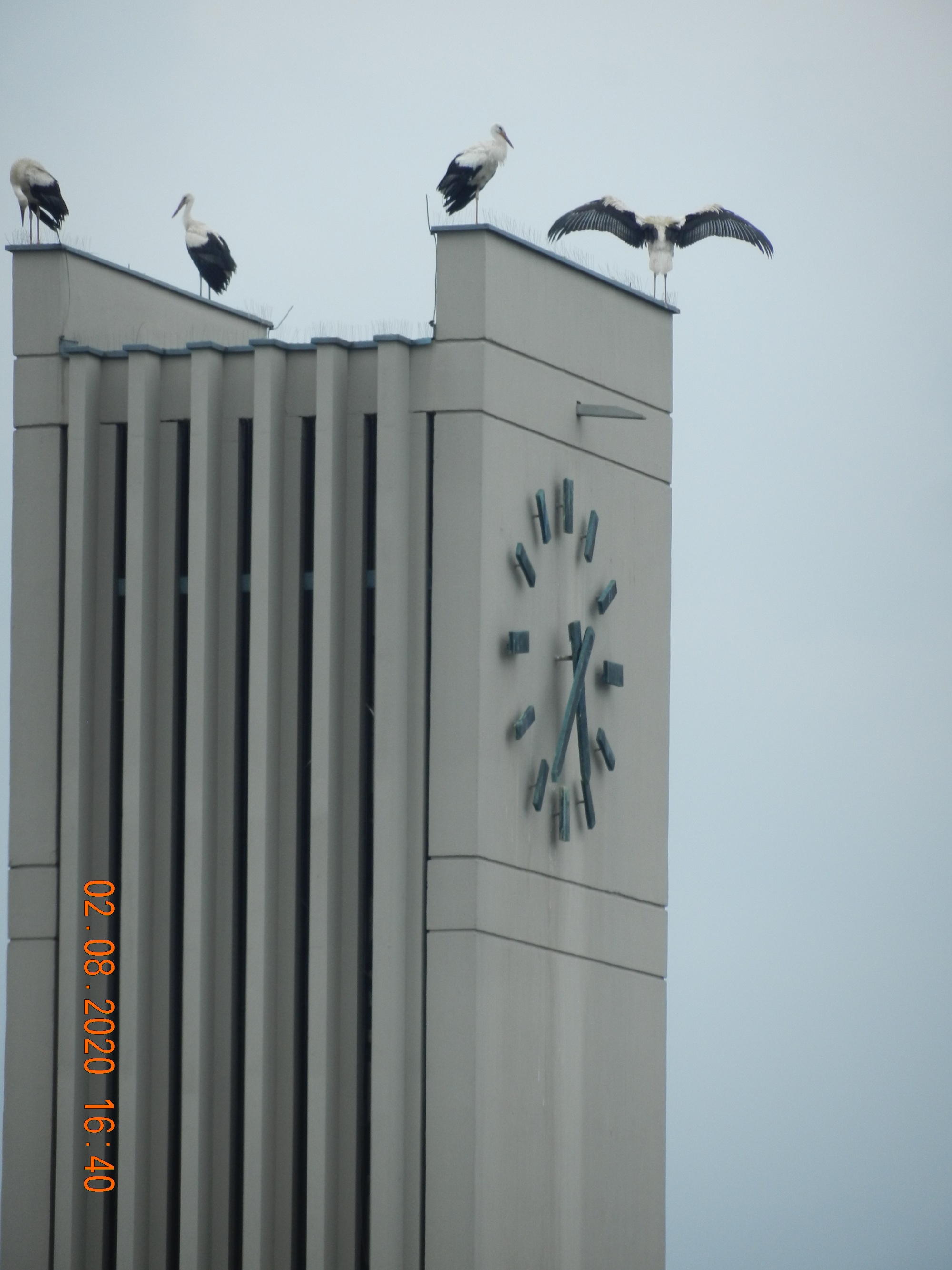 Störche auf dem Kirchturm