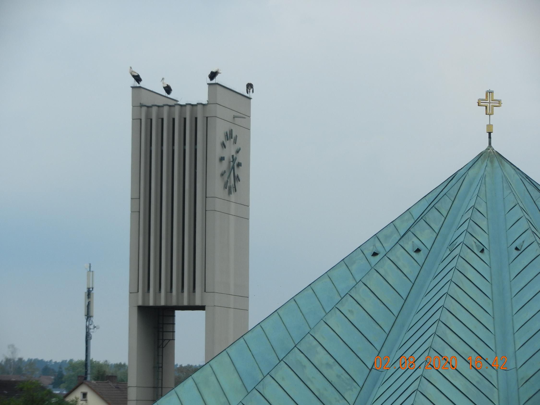 Störche auf dem Kirchturm