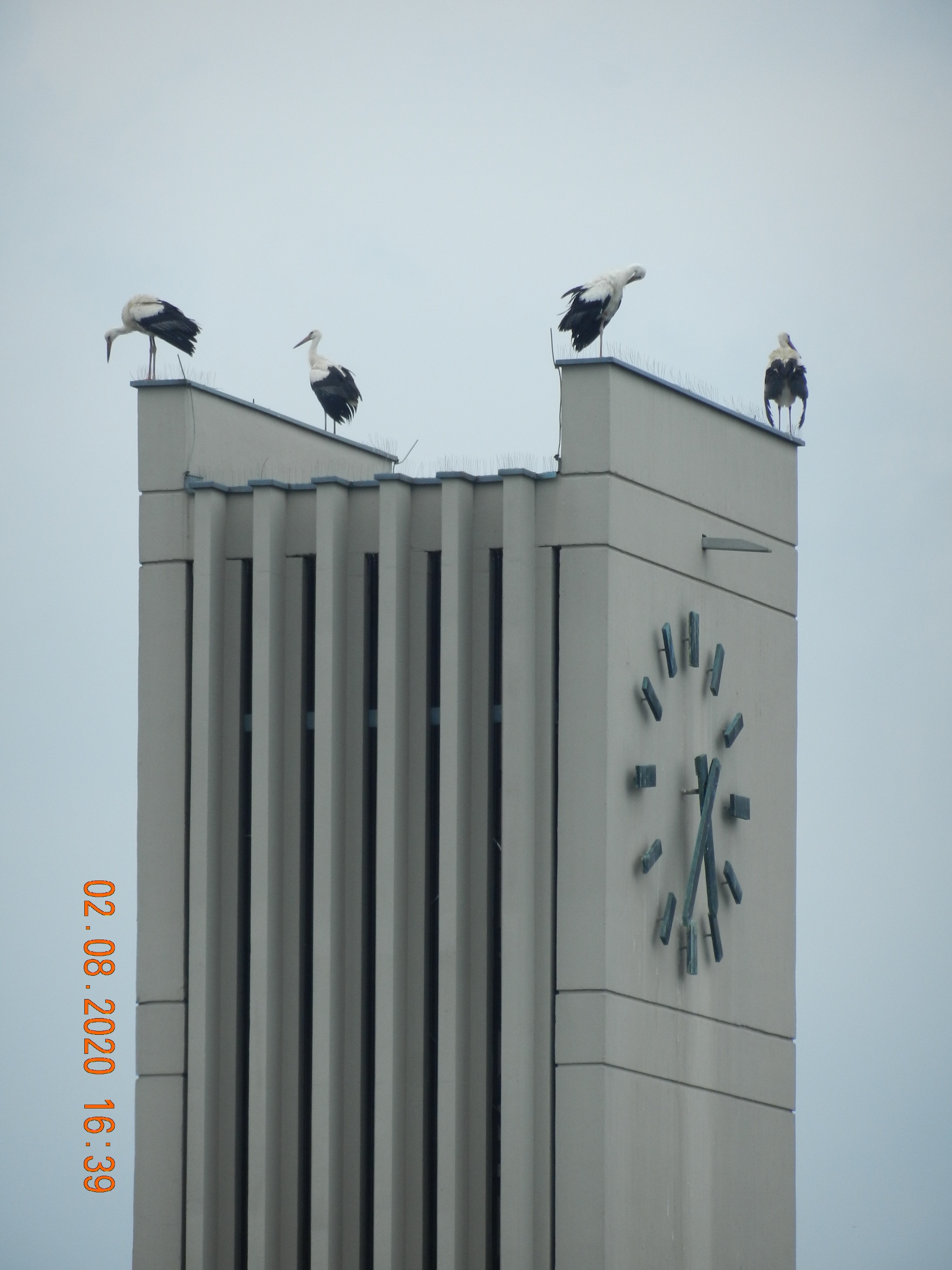 Störche auf dem Kirchturm