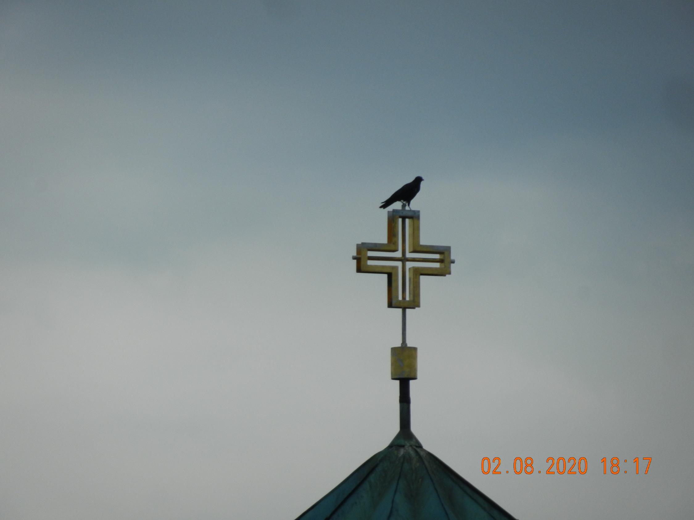 Störche auf dem Kirchturm