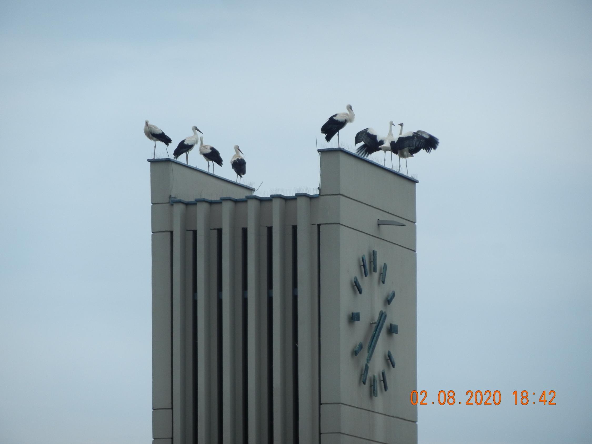 Störche auf dem Kirchturm