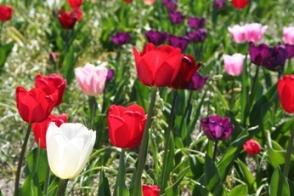 Tulpen
