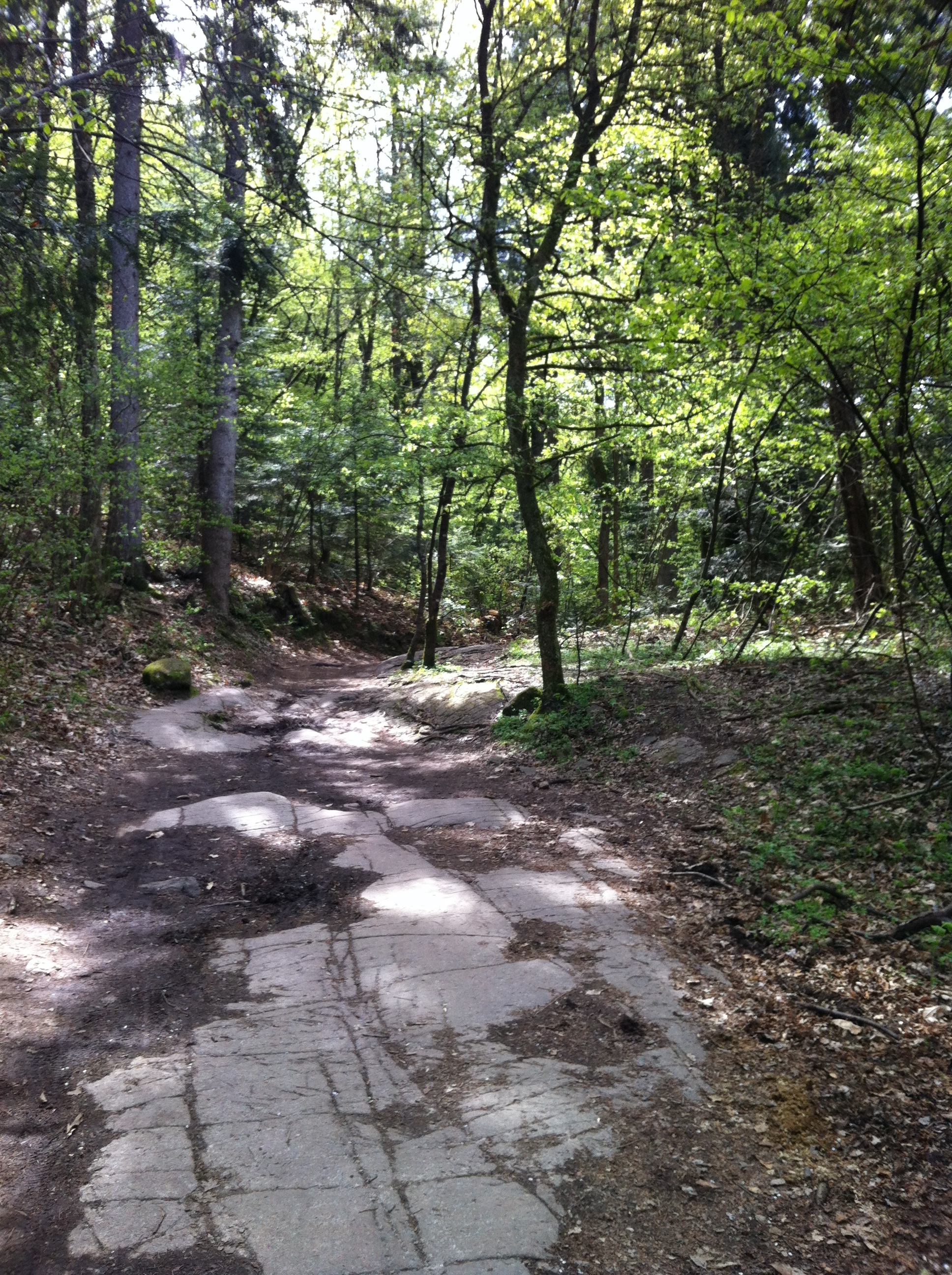 Wald