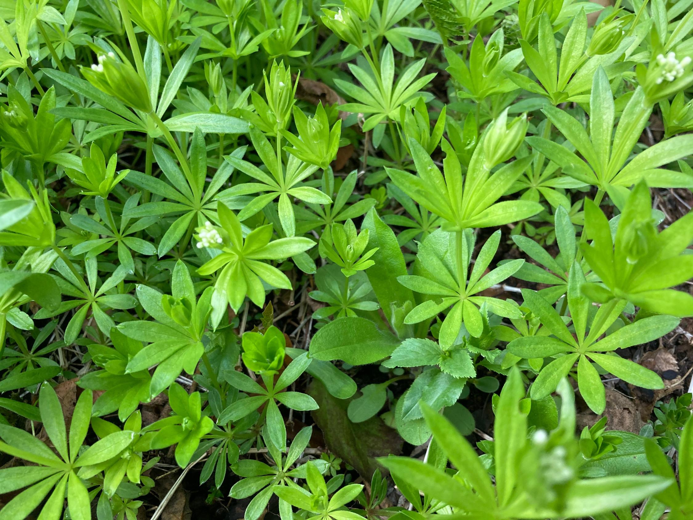 Waldmeister