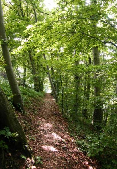 Waldweg