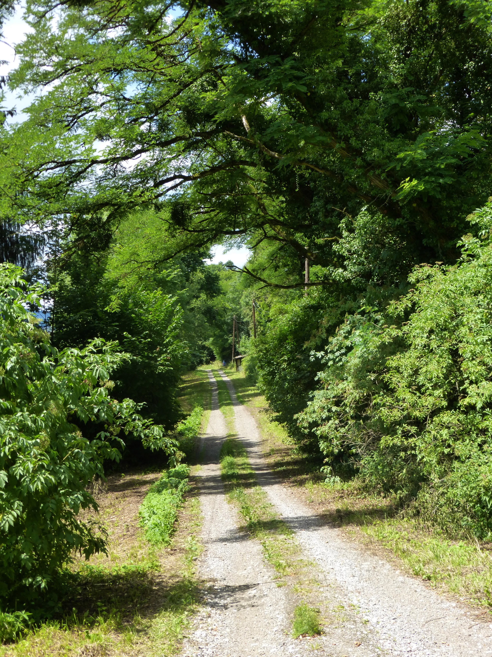 Wanderweg durch den Wald