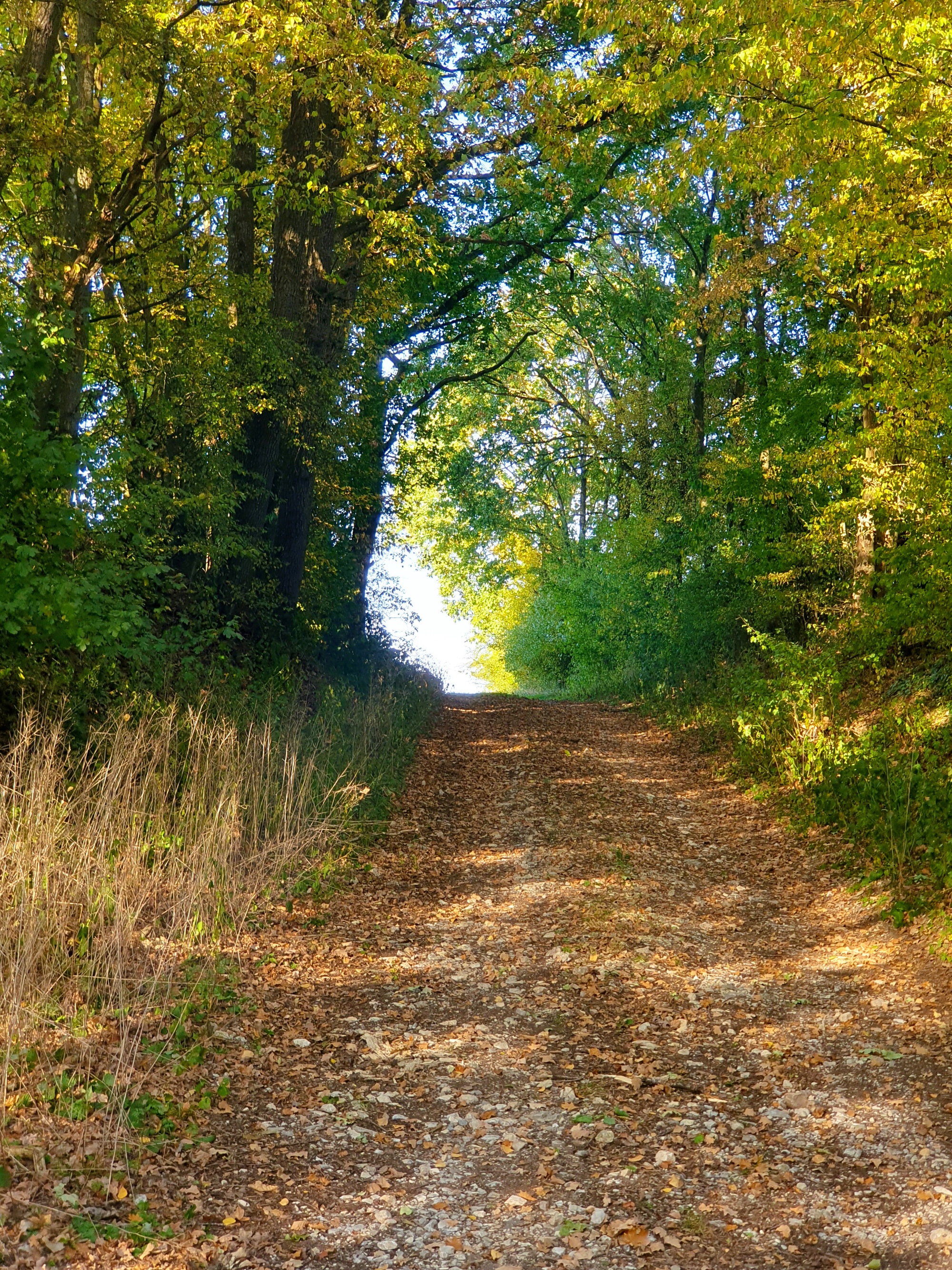 Weg im Herbst