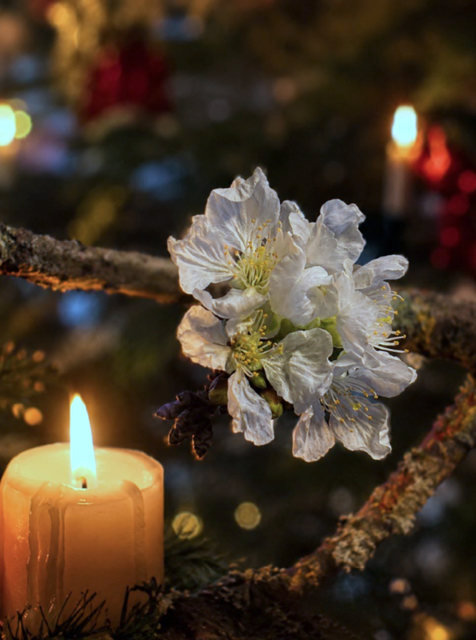 Aufgeblühte weiße Kirschblüten an einem knorrigen Ast, daneben eine brennende Kerze vor einem stimmungsvoll erleuchteten Hintergrund eines geschmückten Weihnachtsbaums.