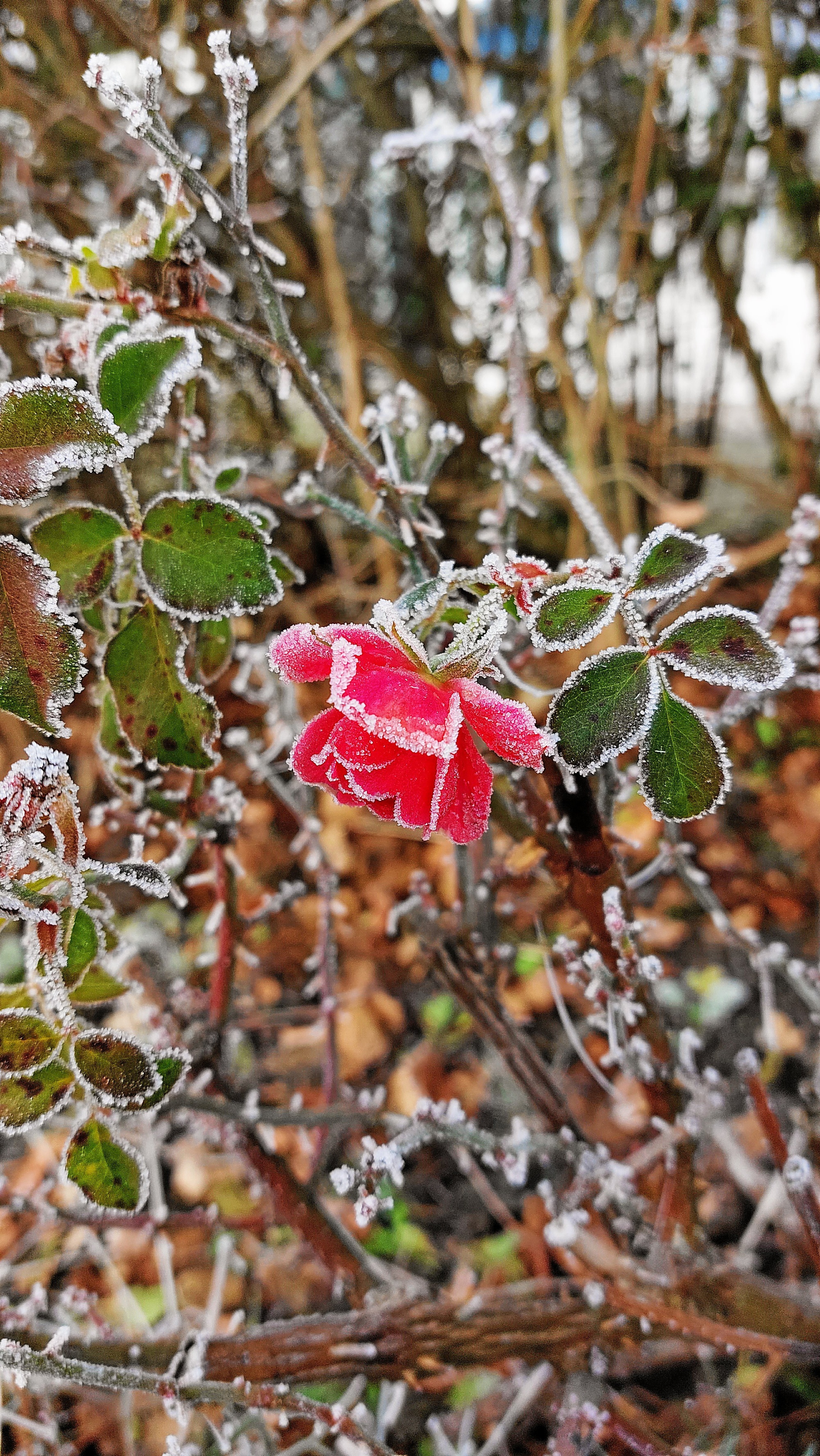 Rote Rose mit Raureif an Blättern und Zweigen im Winter.